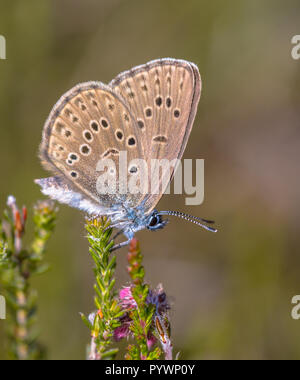 Große Blaue (Phengaris Alcon Alcon) Schmetterling in Grasigen Vegetation ruht. Es ist zu sehen in der Mitte fliegen bis Ende Sommer. Wie einige andere Arten von Ly Stockfoto