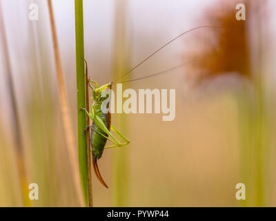Kurz- geflügelte Pfeilspitze weiblich (Conocephalus dorsalis) auf Gras Schaft mit grünland Lebensraum im Hintergrund Stockfoto