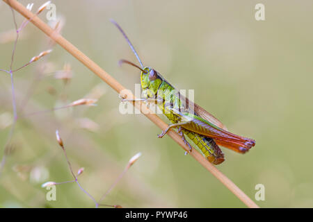 Wasser - Wiese Grashüpfer (Chorthippus montanus) schließen bis auf ein Gras Stammzellen Stockfoto