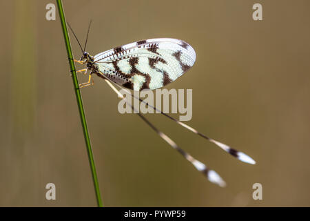 Bunte antlion relative Nemoptera ist ein Zugweg Gattung von Insekten aus der Familie oder Nemopteridae spoonwings. Stockfoto