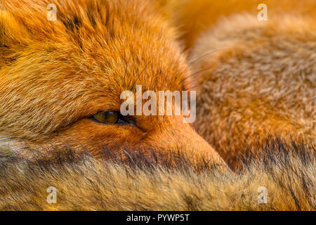 Nahaufnahme der Kopf des ruhenden Europäischen Red Fox (Vulpes vulpes). Rote Füchse sind anpassungsfähig und opportunistische Allesfresser und sind in der Lage, erfolgreich Stockfoto