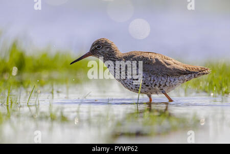 Gemeinsame Rotschenkel (Tringa totanus) Nahrungssuche im seichten Wasser von einem Feuchtgebiet Stockfoto