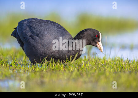 Eurasischen Blässhuhn (Fulica atra). Wasservögel essen Gras in einem Feuchtgebiet Stockfoto