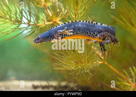 Männliche Bergmolch, Ichthyosaura Triturus alpestris alpestris, früher und Mesotriton alpestris in einem natürlichen Lebensraum Einstellung Stockfoto