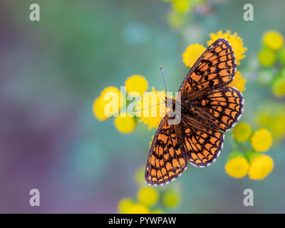 Heide Fritillary (Melitaea athalia) Schmetterling auf Gelb Rainfarn (Tanacetum vulgare) Blüten mit grünen und lila Hintergrund Stockfoto