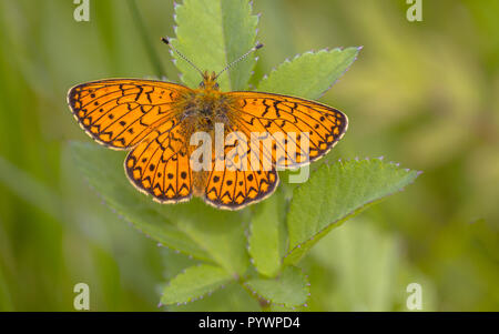 Seltene Bog Fritillaryschmetterling (Boloria eunomia) auf einer Anlage thront. Stockfoto