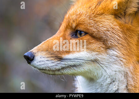 Seitenansicht Portrait von Europäischen Red Fox (Vulpes vulpes) en Profil Stockfoto