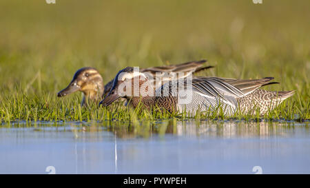 Paar Krickente (Anas querquedula) in der Morgensonne. Dies ist ein kleines Dabbling Duck. Sie brütet in Europa und Westasien. Stockfoto