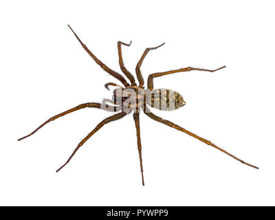 Haus große haarige Spinne (Tegenaria domesticus) auf weißem Hintergrund