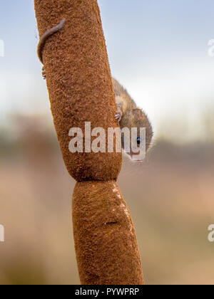 Ernte Maus mit greifschwanz (Micromys Minutus) Klettern in Blumen (von breitblättrigen cattail Typha latifolia) natürlichen Lebensraum im Freien Stockfoto