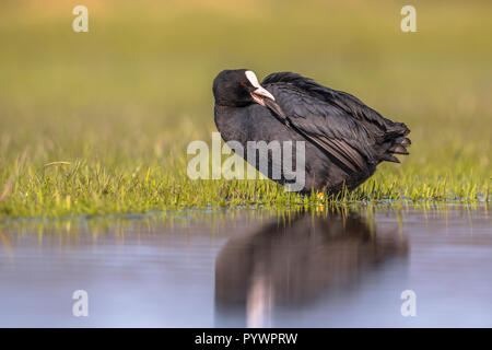 Eurasischen Blässhuhn (Fulica atra). Wasservögel Reinigung Federn am Ufer eines städtischen Feuchtgebiet Teich. Stockfoto