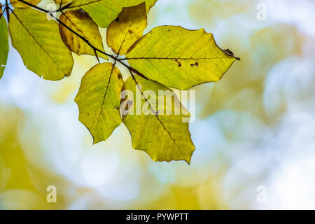 Herbstlich gefärbte Blätter der Buche (Fagus sylvatica) auf einem Zweig in einem Wald durch helles Sonnenlicht im Hintergrund hervorgehoben Stockfoto