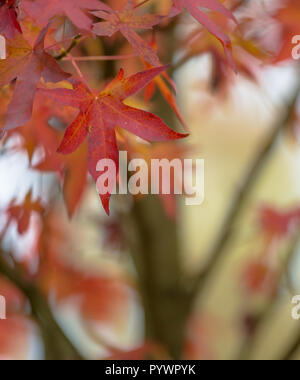 Ahornblätter in verschiedenen Farben des Herbstes auf braches eines Baumes im Oktober Stockfoto