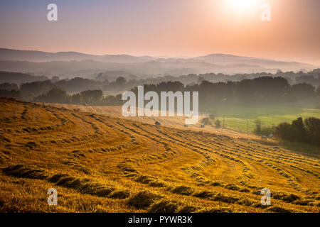 Hügeliges Ackerland Landschaft in der Nähe von Pisa an einem nebligen Morgen in der Toskana, Italien Stockfoto