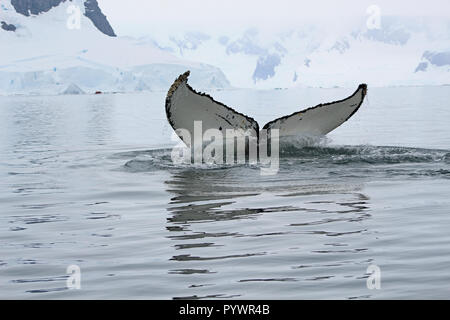 Nahaufnahme der Buckelwal Schwanzflossen wie es Tauchgänge in Wasser aus der Antarktischen Halbinsel, auf Augenhöhe von einem Sternzeichen auf eine einmalige Reise gesehen Stockfoto