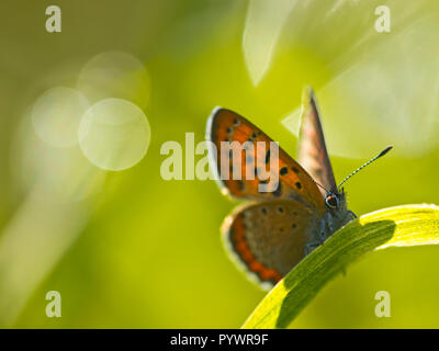 Violett Kupfer Schmetterling (Lycaena helle) ruhende Gras Stockfoto