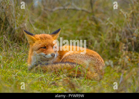 Ruhenden Europäischen Red Fox (Vulpes vulpes) im Gras. Rote Füchse sind anpassungsfähig und opportunistische Allesfresser und sind in der Lage, erfolgreich besetzen Urban Stockfoto