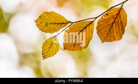 Herbst Panorama der braunen und gelben Blätter der Buche (Fagus sylvatica) auf einem Zweig in einem Wald durch helles Sonnenlicht im Hintergrund hervorgehoben Stockfoto