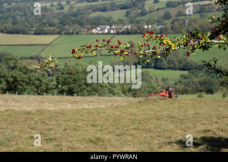 Heuernte in der Nähe von Offas Dyke Herefordshire GROSSBRITANNIEN 2018 mit Vintage Traktor Stockfoto