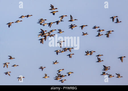 Herde von verschiedenen Arten von der Ente, die hauptsächlich aus eurasischen Pfeifente (Anas penelope) und ein paar Northern shoveler (Anas Clypeata) Stockfoto