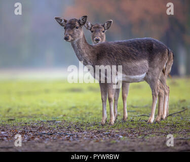 Zwei dunkle weibliche Damwild (Dama Dama) auf einer Lichtung in den Wald und Suchen in der Kamera Stockfoto