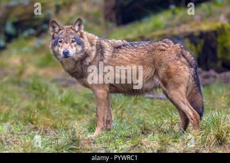 Europäische Wolf (Canis lupus) Seitenansicht im natürlichen Lebensraum Wald in die Kamera schaut Stockfoto