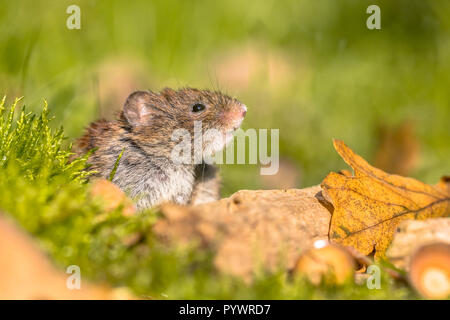 Wild Bank vole (Myodes Glareolus) Maus peeking von hinten in die Kamera von Waldboden anmelden Stockfoto