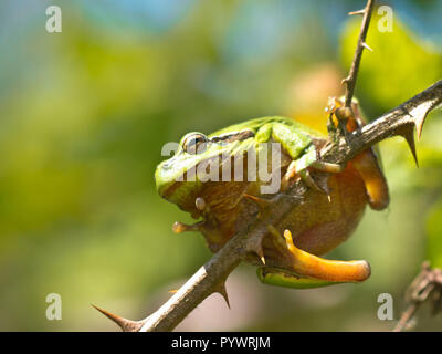 Laubfrosch (Hyla arborea) Klettern in einem Zweig der Reed in seinem natürlichen Lebensraum Stockfoto
