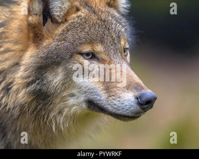 Portrait von Europäischen Wolf (Canis lupus) Seitenansicht im natürlichen Lebensraum Wald mit ruhigem Hintergrund Stockfoto