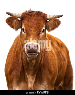 Adorable Kuh Portrait auf weißem Hintergrund. Farm Animal gewachsen für Bio-fleisch Stockfoto