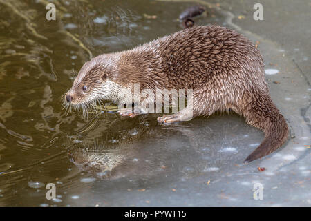 Europäischer Fischotter (Lutra lutra) auf dem Eis der gefrorenen Fluss im Winter Stockfoto