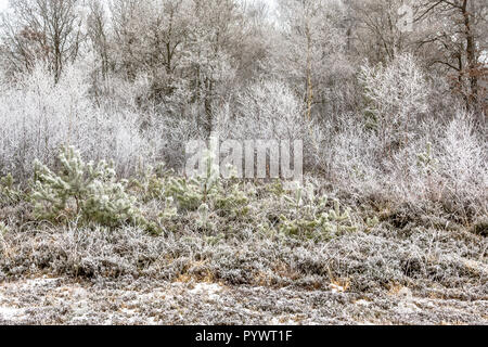 Waldrand mit frostigen Bäume und Sträucher an einem Morgen im Januar Stockfoto