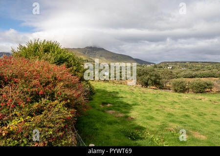 Blick auf den Ring of Kerry, nahe Rossbeigh, Irland, Europa Stockfoto