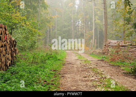 Stapel von gefällten Bäumen zusammen mit Kies abgedeckt Forststraße gespeichert am nebligen Morgen im Herbst Stockfoto