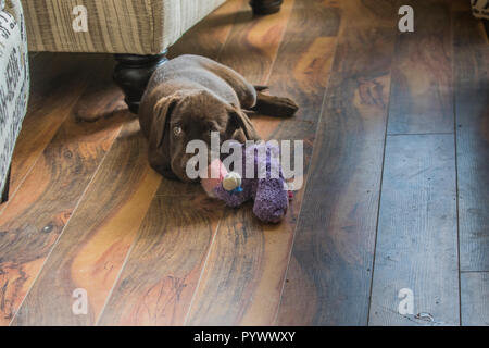 Adorable Chocalate Lab Welpe, Kauen auf Spielzeug. Stockfoto