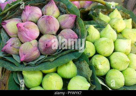 Lotus buds Bündel, Buddhismus angeboten, in der Bangkok Blumenmarkt Stockfoto