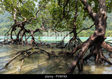 Mangroven Wald mit riesigen Wurzeln wachsen am Ufer der Insel Ko Surin, Thailand Stockfoto