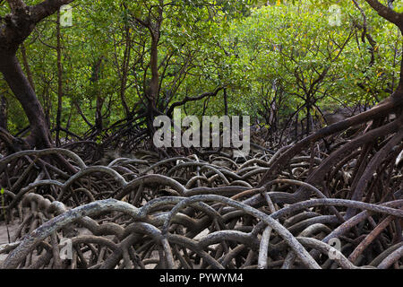 Mangroven Wald mit riesigen Wurzeln wachsen am Ufer der Insel Ko Surin, Thailand Stockfoto