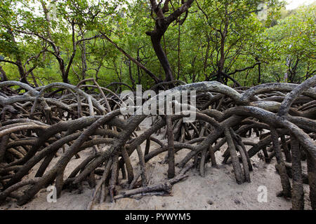 Mangroven Wald mit riesigen Wurzeln wachsen am Ufer der Insel Ko Surin, Thailand Stockfoto