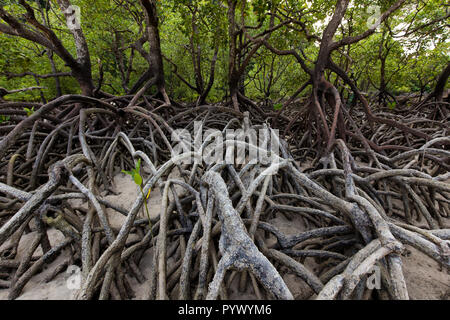 Mangroven Wald mit riesigen Wurzeln wachsen am Ufer der Insel Ko Surin, Thailand Stockfoto