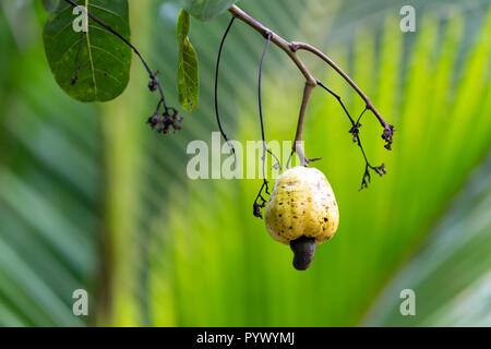 Frische Cashewnüsse, Thailand Stockfoto