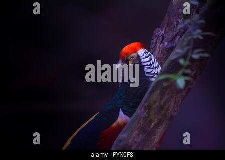 Schöne Seitenansicht des Goldenen Fasan auf Ast Stockfoto