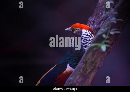Schöne Seite Blick auf die Lady Amherst Fasan auf Ast Stockfoto
