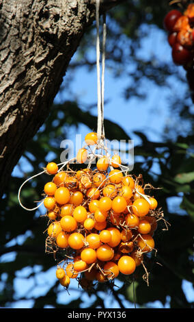 Reife Tomaten Italien Stockfoto