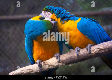 Schöne zwei bunten Aras in zoo Käfig Stockfoto