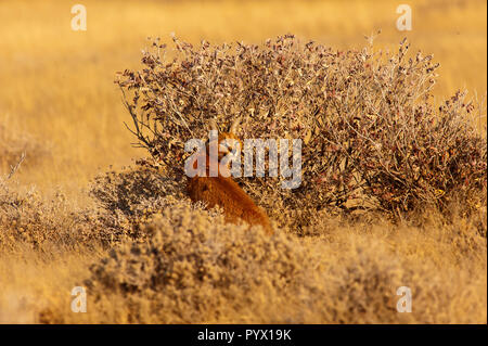 Karakal Katze auf den offenen Flächen im Etosha National Park, Namibia Stockfoto