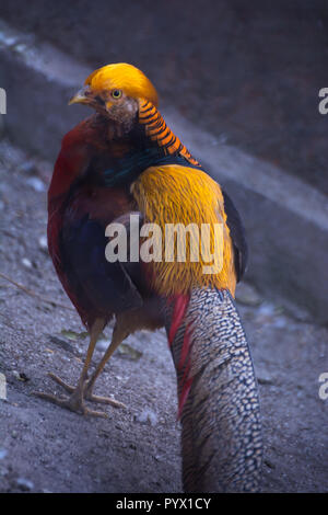 Wandern schöne Rückansicht des Golden Pheasant Stockfoto