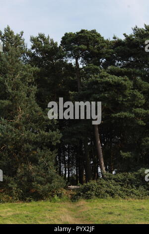 Bäume im Ashdown Forest Stockfoto