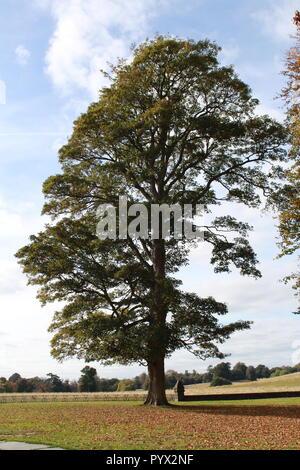 Großen Baum stehend in einem Feld Stockfoto