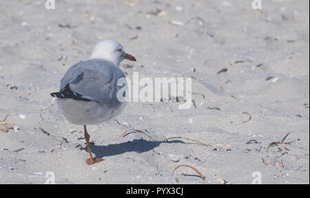 Australische Möwe auf einem Bein auf einem weißen Sandstrand auf Kangaroo Island, Australien ausgeglichen Stockfoto